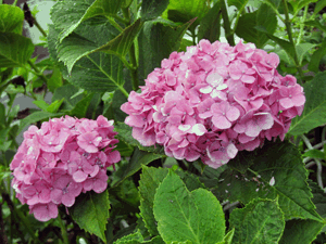 d200707-0019.gif