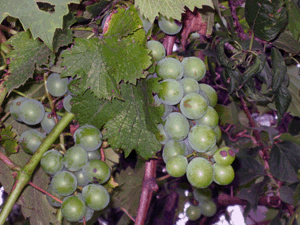 d200707-0026.gif