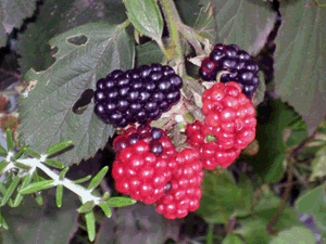 d200707-0027.gif