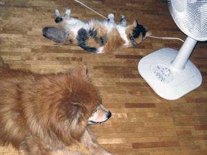d200707-0046.gif