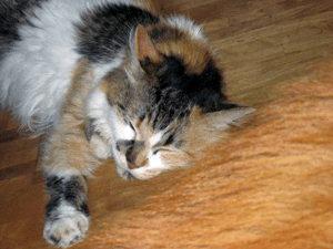 d200708-0015.gif