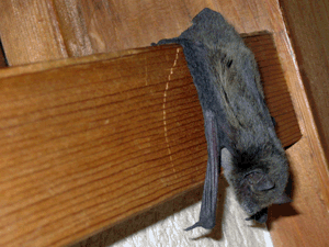 d200708-0032.gif