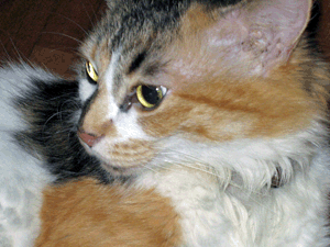 d200708-0065.gif