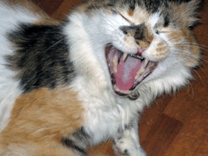 d200708-0066.gif