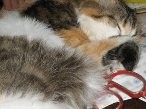 d200709-0005.gif