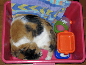 d200709-0007.gif