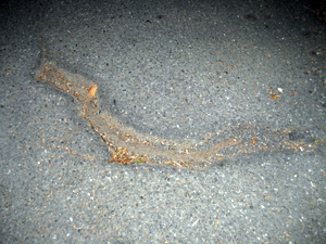 d200709-0018.gif