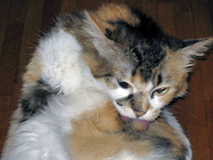 d200709-0033.gif