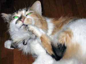 d200709-0034.gif