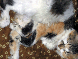 d200710-0006.gif