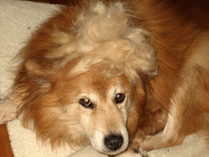 d200711-0010.gif