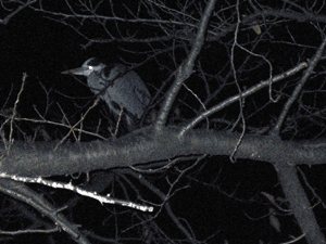 d200712-0002.gif