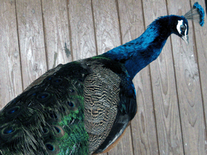 d200802-0020.gif