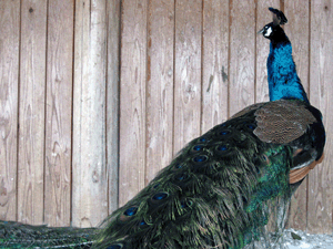 d200802-0021.gif