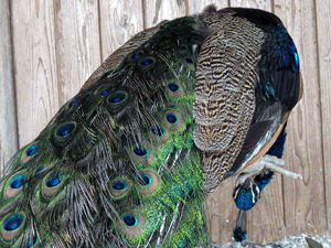 d200802-0022.gif