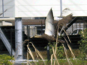 d200803-0014.gif