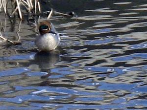 d200803-0015.gif