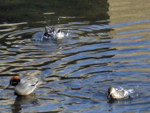 d200803-0016.gif