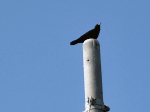 d200803-0017.gif