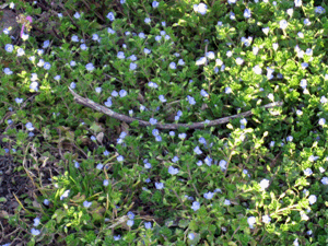d200803-0020.gif
