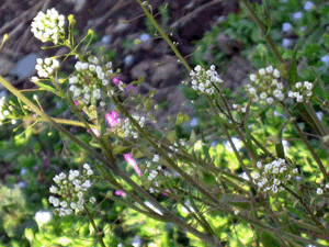 d200803-0021.gif