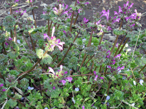 d200803-0022.gif