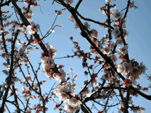 d200803-0030.gif