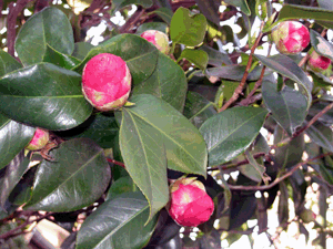 d200803-0031.gif