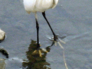 d200803-0034.gif