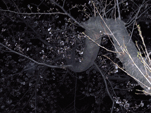 d200803-0038.gif