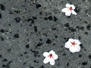 d200803-0041.gif