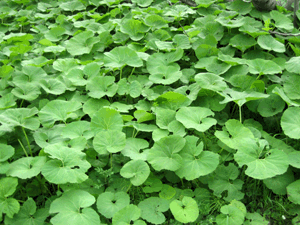 d200804-0016.gif
