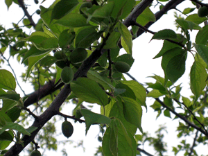 d200804-0018.gif