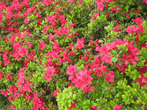 d200804-0019.gif