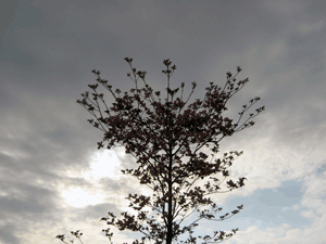 d200804-0020.gif