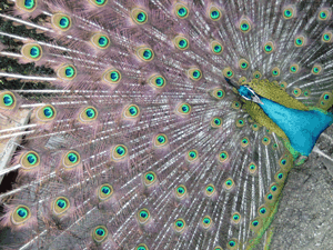 d200804-0026.gif