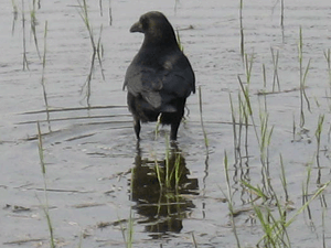 d200804-0032.gif