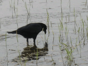 d200804-0033.gif