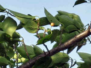 d200805-0032.gif