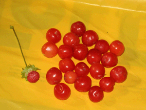 d200805-0033.gif
