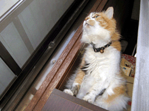 d200806-0003.gif