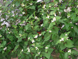 d200806-0005.gif