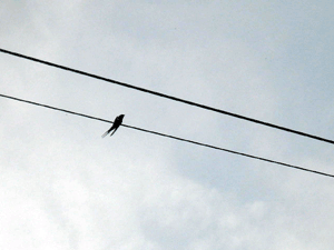 d200806-0017.gif