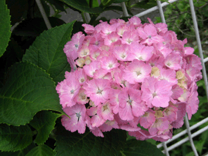 d200806-0018.gif