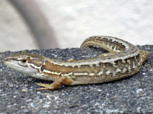 d200806-0027.gif