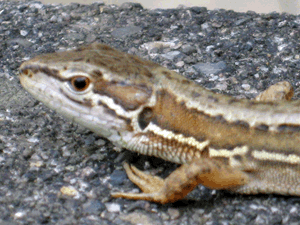 d200806-0028.gif