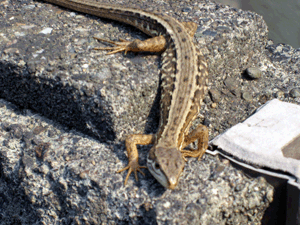 d200806-0029.gif