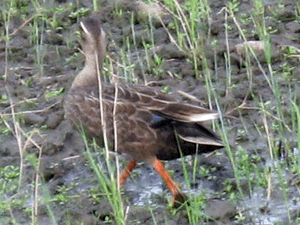 d200806-0032.gif