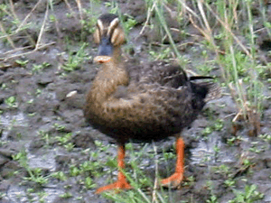 d200806-0033.gif