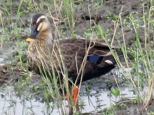 d200806-0034.gif